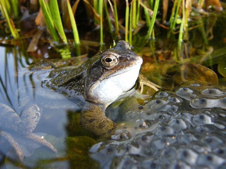 salt frogs