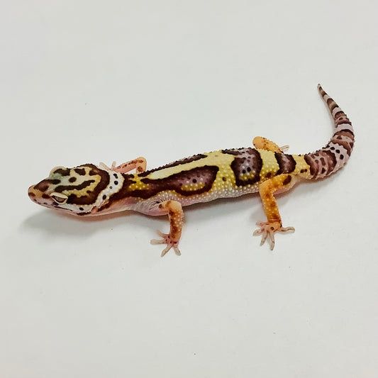 Bell albino leopard gecko showcasing its distinctive yellow and lavender coloration with black spots, on a clean white background.