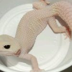 Albino leopard gecko in a white container showcasing its unique pale coloration and distinctive spots.