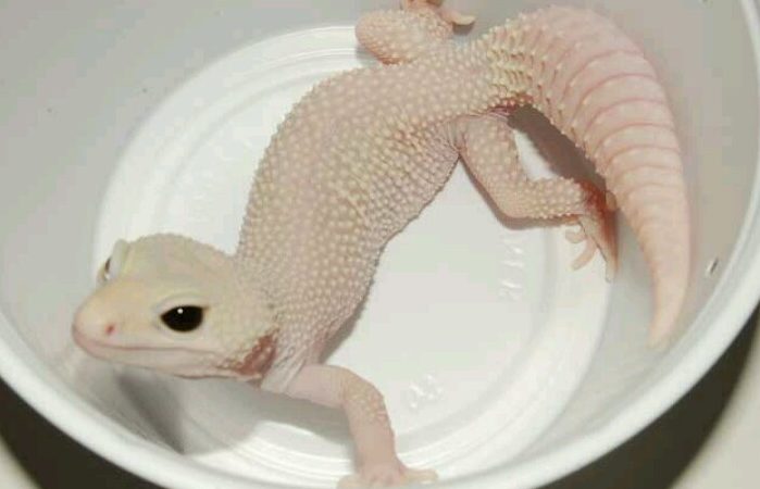 Albino leopard gecko in a white container showcasing its unique pale coloration and distinctive spots.