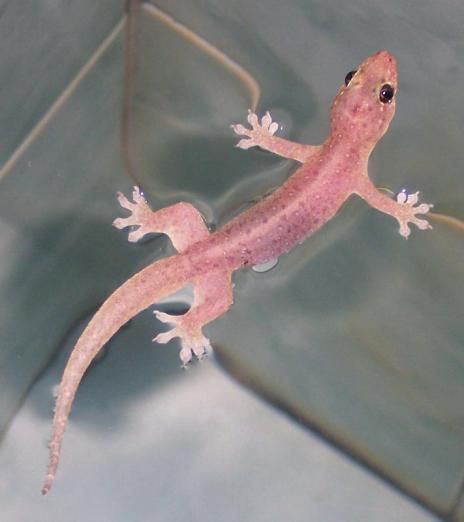 What is a Pink Leopard Gecko? 