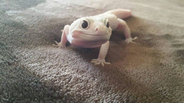 Close-up of a Tremper Leopard Gecko on textured fabric