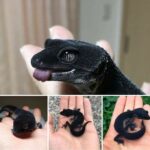 black night leopard gecko