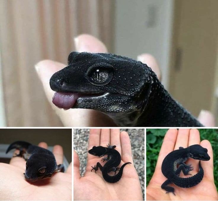 black night leopard gecko