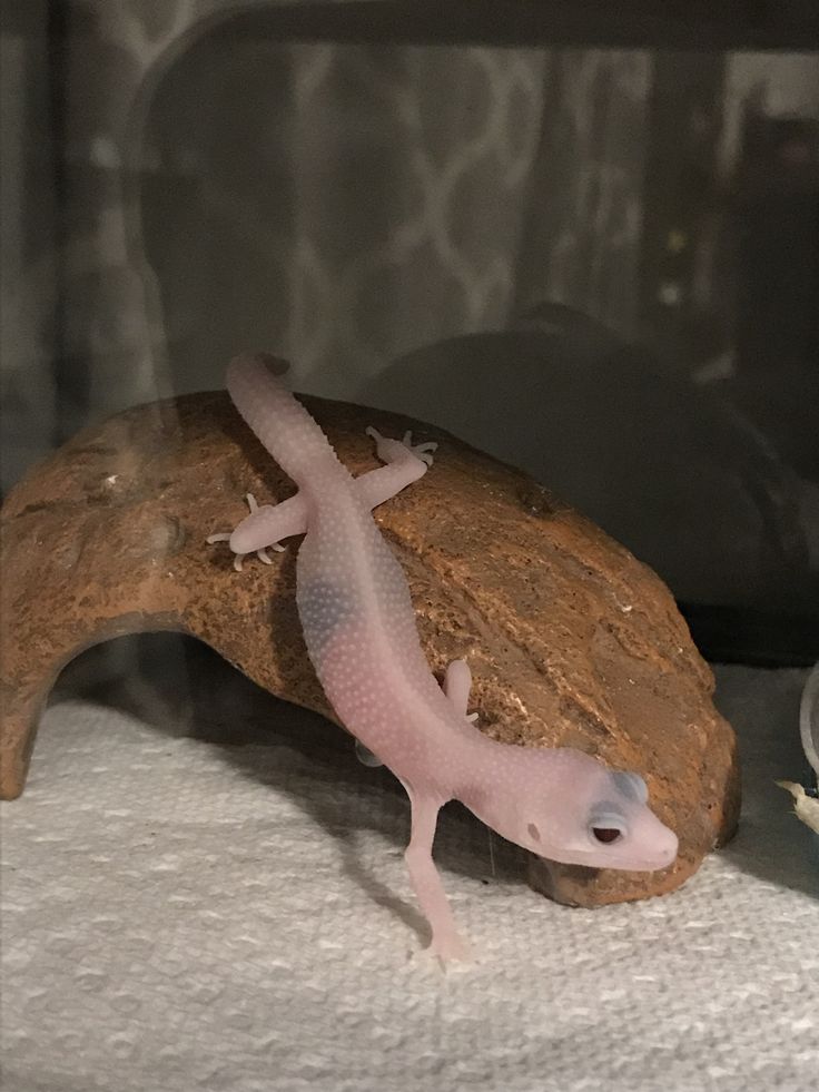 Care of Baby Blizzard Leopard Geckos