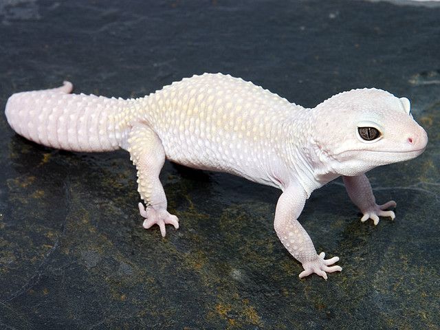 What is a Blizzard Leopard Gecko?