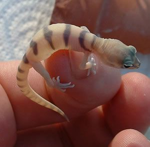 beautiful baby of bended geckos