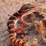 beautiful bended gecko image