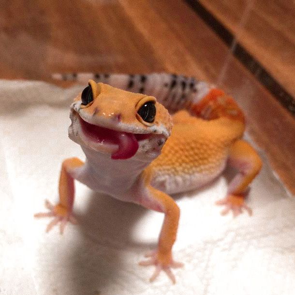 bended geckos as a pet