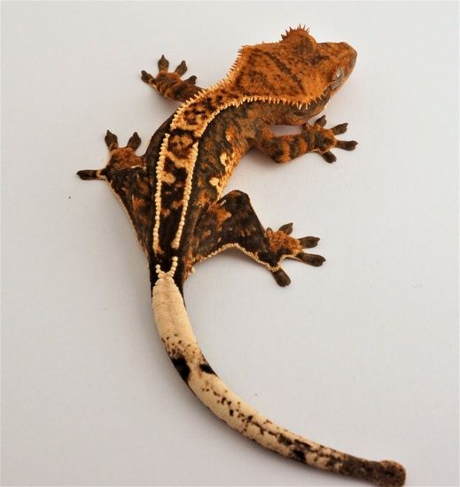 What is a harlequin crested gecko