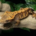 Dalmatian Crested Gecko