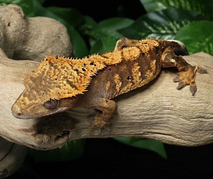 Dalmatian Crested Gecko