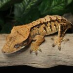 harlequin crested gecko