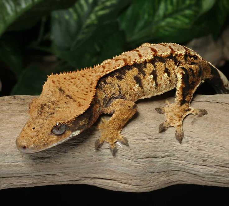 harlequin crested gecko