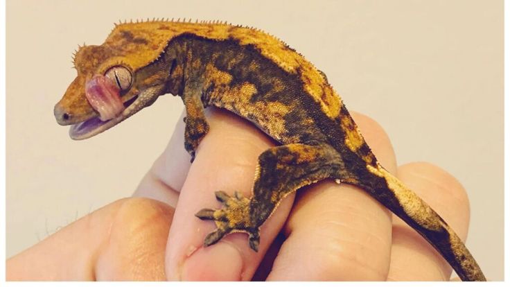 what is flame crested geckos
