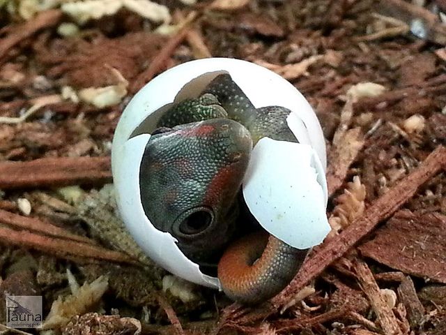 gecko eggs