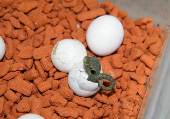 Gecko Eggs on Walls