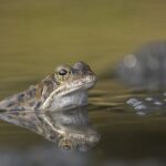 salt frogs water housing