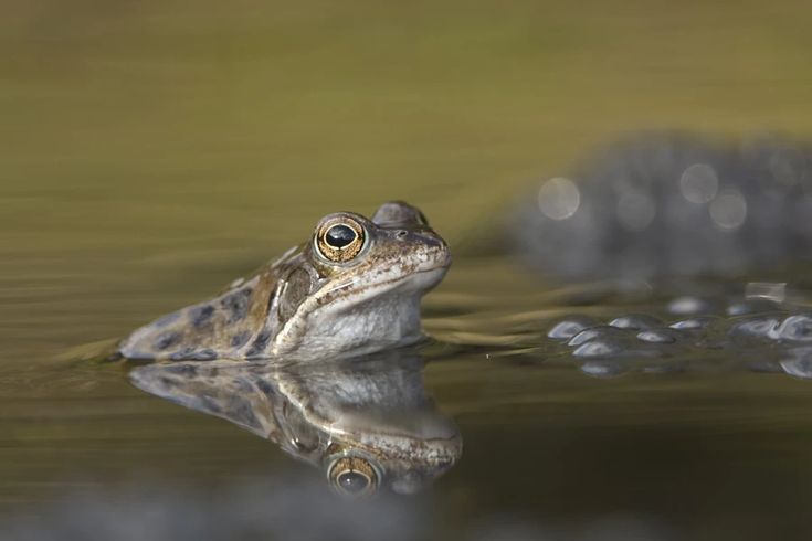 salt frogs water housing