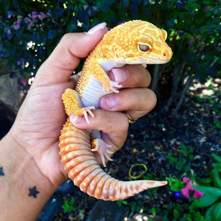 life span of tangerine leopard gecko