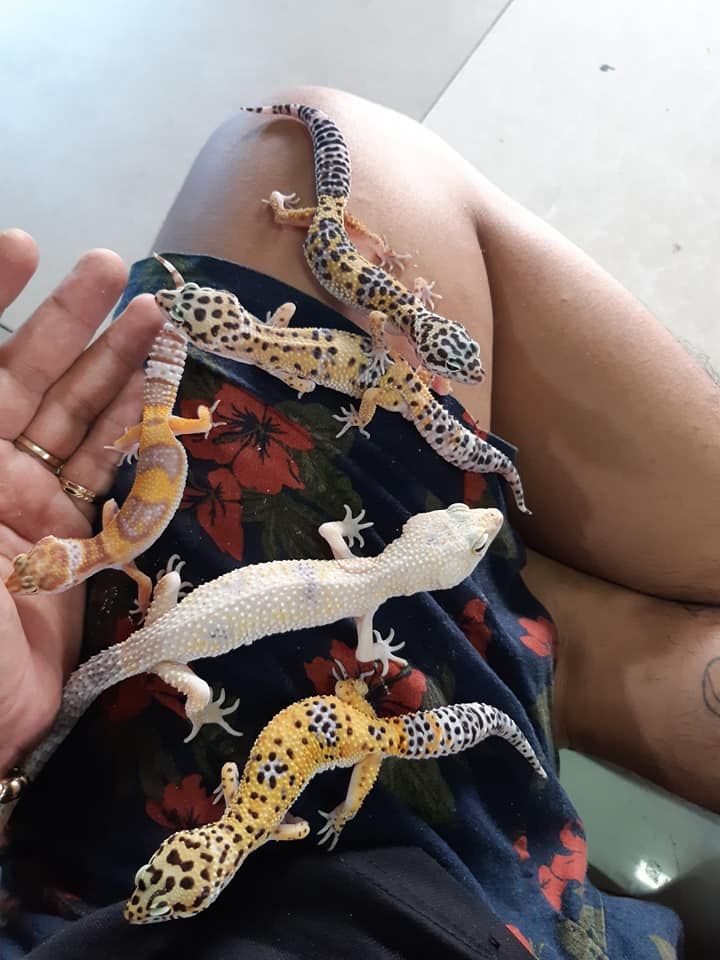 Variety of leopard geckos on person’s lap showcasing different patterns and colors