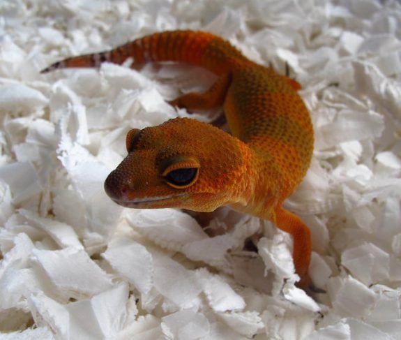  Mandarin Tangerine Leopard Gecko