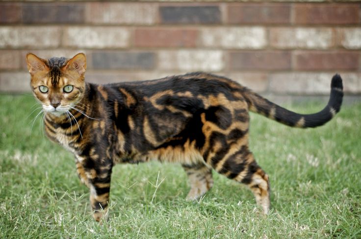 Bengal Cat Wild Cat Sanctuary A beautiful Majestic Bengals