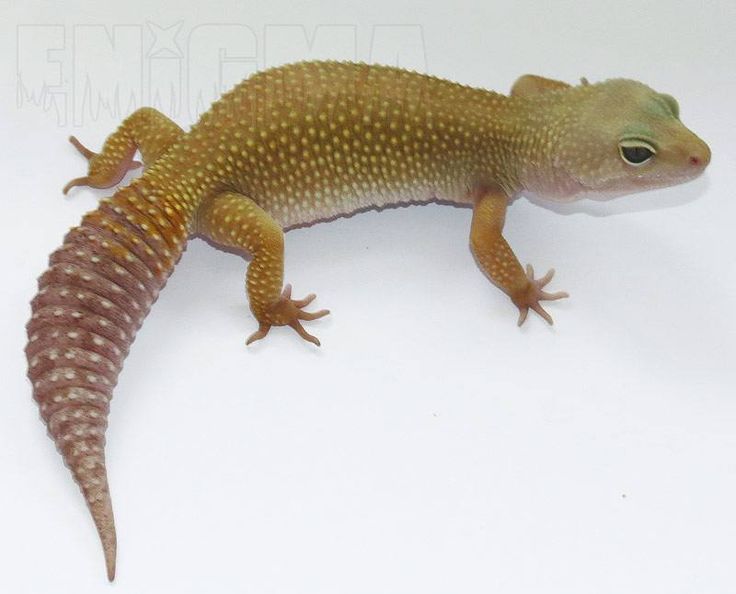 Close-up of a rainwater leopard gecko showcasing its unique pale coloration and spotted pattern.