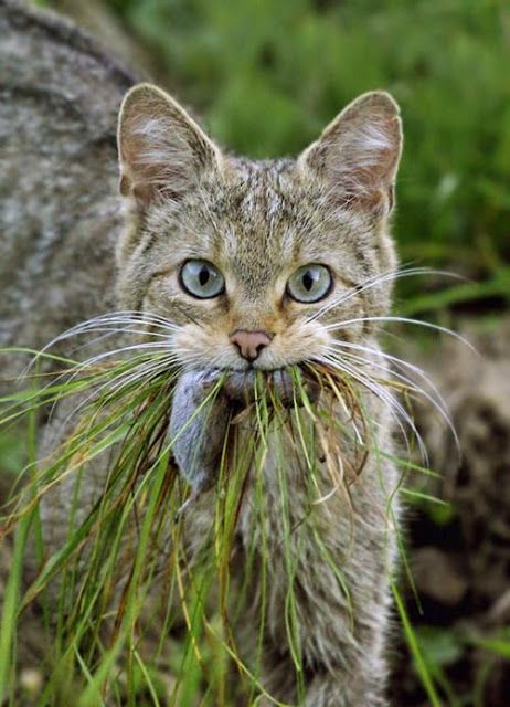 a hungry cat hunting 