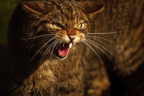 wild cat in angry mood