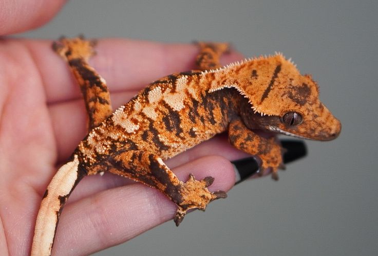 images of Dalmatian Crested Gecko