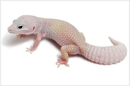 blizzard leopard gecko