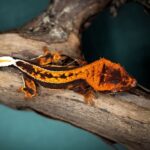 flame crested gecko