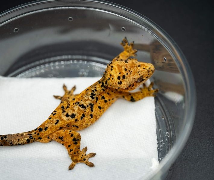 health and life span of geckos