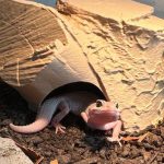 Leopard gecko peeking out from a warm reptile hide designed to mimic a natural shelter.