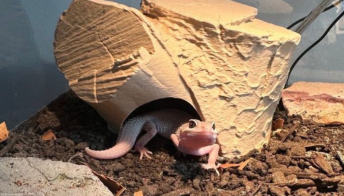 Leopard gecko peeking out from a warm reptile hide designed to mimic a natural shelter.