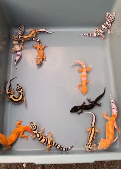 leopard geckos Protection and Decor