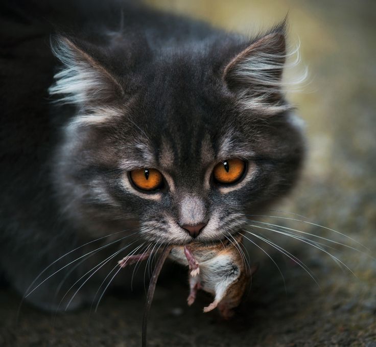 A hungry cat with prey in its mouth