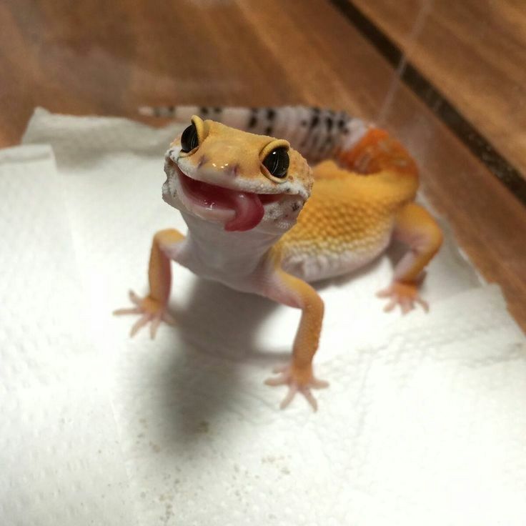 tangerine leopard gecko