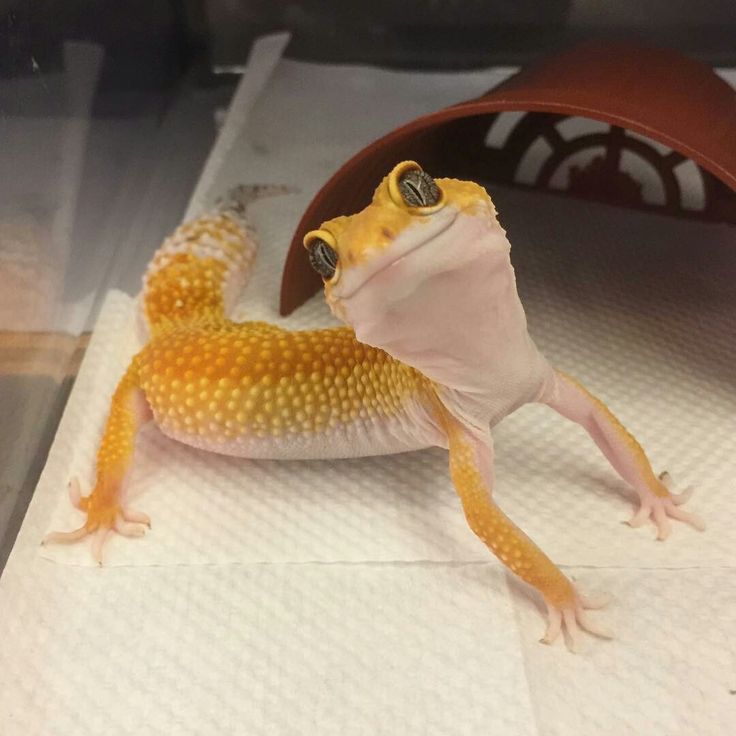 image of  tangerine leopard geckos