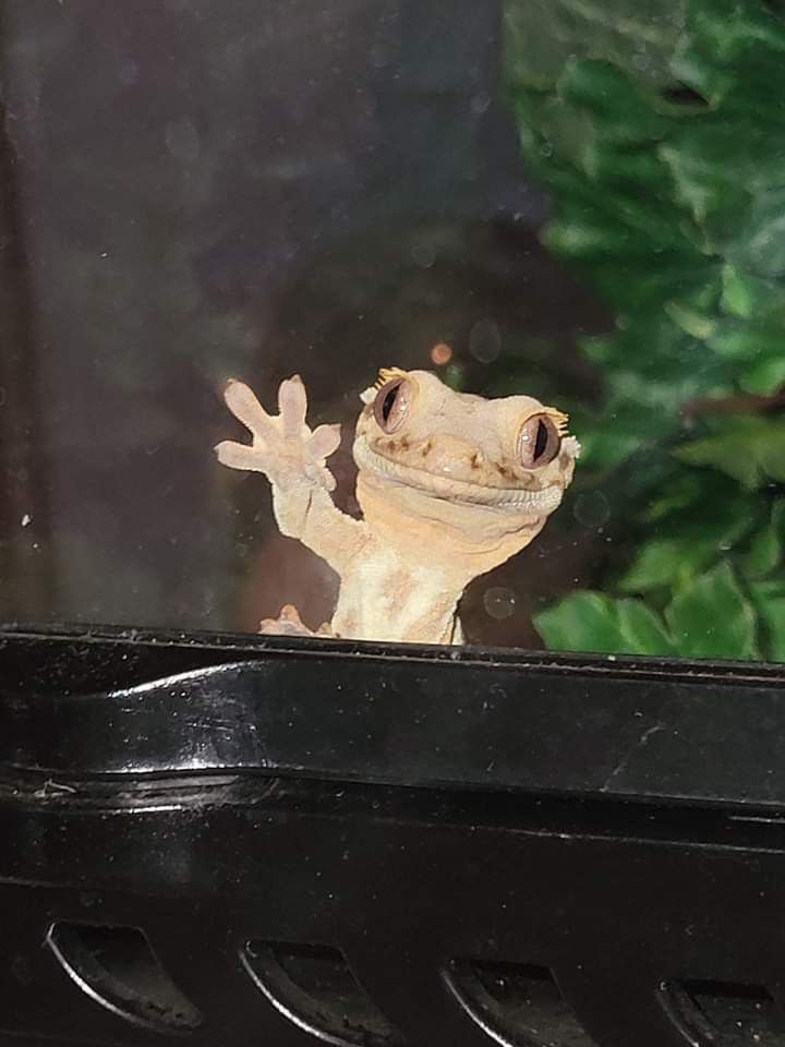 friendly behaviour of flame crested geckos