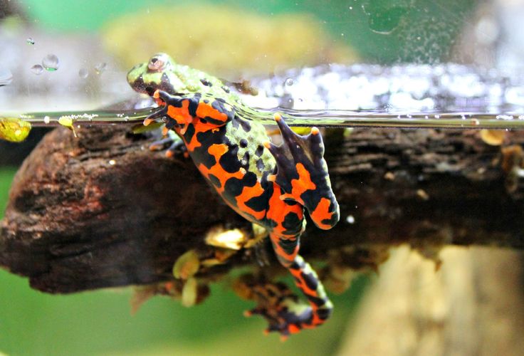 black and red walking frog 