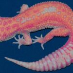 pink leopard gecko