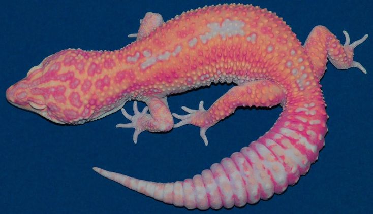 pink leopard gecko