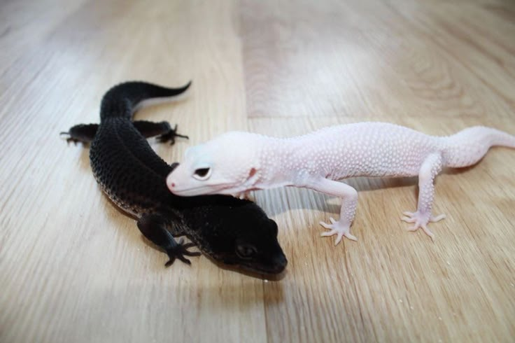 Albino leopard gecko alongside a normal leopard gecko on wooden surface.