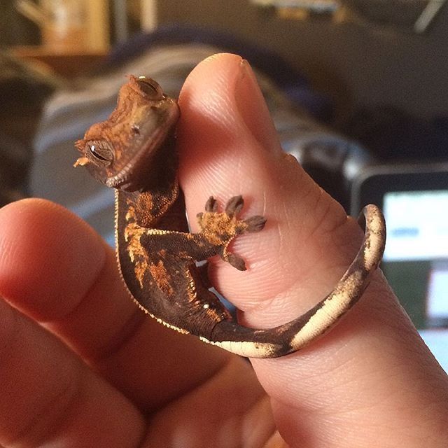 Harlequin Crested Gecko Care