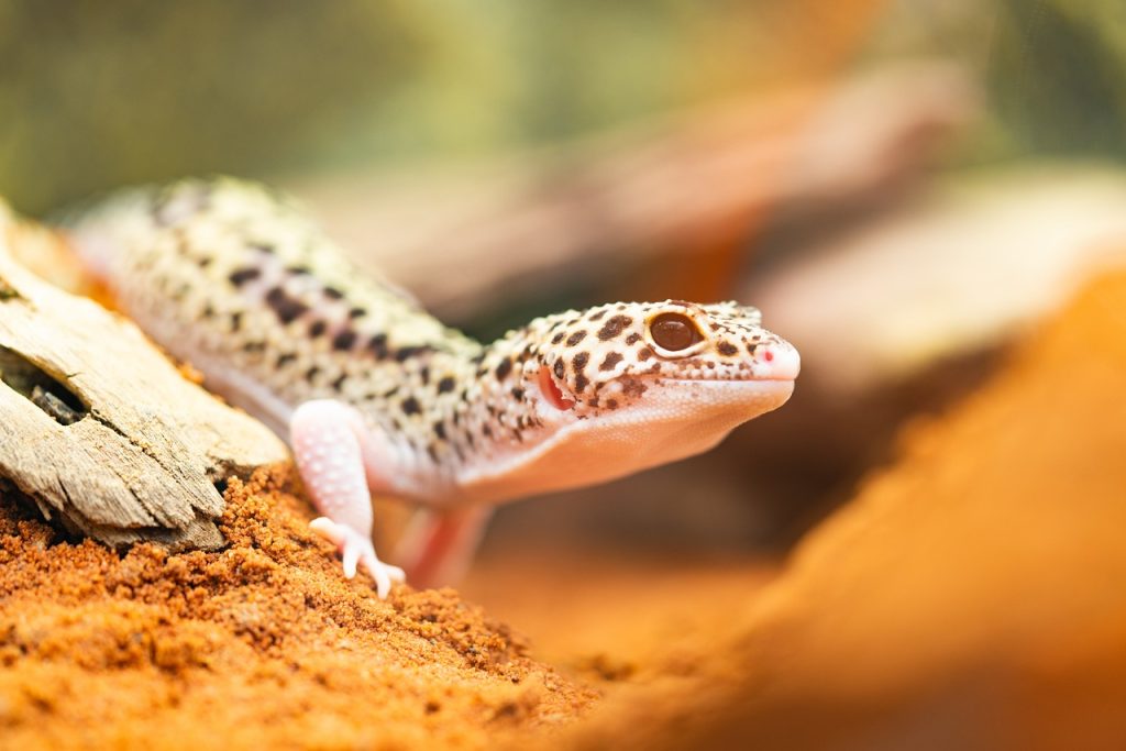 Close-up of a super snow leopard gecko resting on a piece of wood, showcasing its distinctive spotted skin and pale limbs against a soft-focus orange background.