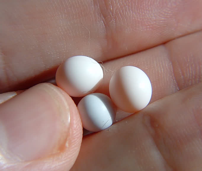 gecko eggs