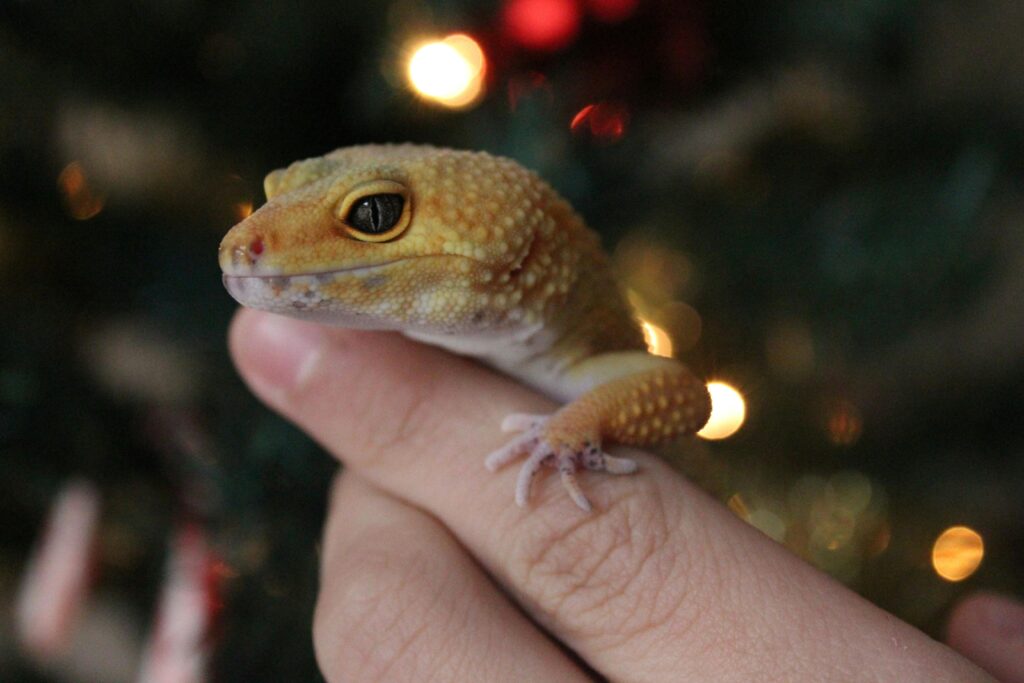 Close-up of a super snow leopard gecko in hand with Christmas tree lights in soft focus background.