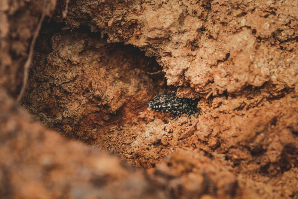 beautiful view of black crested gecko